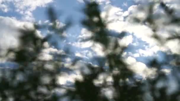 Campo di marijuana. Coltivazione di cannabis. Foglie di canabis ondeggianti nel vento sullo sfondo blu del cielo . — Video Stock