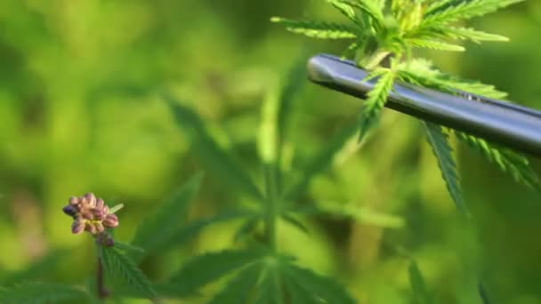 Scienziato con pinzette che prelevano campioni e osservano le piante di canapa CBD sul campo di marijuana . — Video Stock