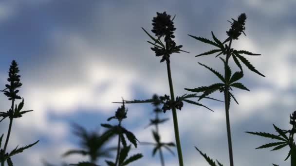 Marihuana tarlası. Kenevir ekimi. Kanabilerin yaprakları mavi gökyüzü arka planında rüzgarda sallanıyor. — Stok video