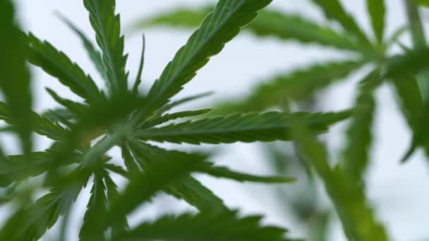Marijuana veld. Cannabisteelt. Bladeren van canabis zwaaiend in de wind op de blauwe lucht achtergrond. — Stockvideo