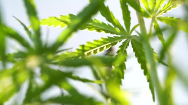 Marihuana-Feld. Cannabis-Anbau. Blätter von Canabis wiegen sich im Wind auf dem blauen Himmel Hintergrund. — Stockvideo