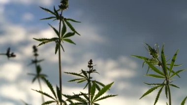 Marihuana tarlası. Kenevir ekimi. Kanabilerin yaprakları mavi gökyüzü arka planında rüzgarda sallanıyor.