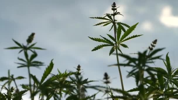 Campo de marihuana. Cultivo de cannabis. Hojas de canabis balanceándose en el viento sobre el fondo azul del cielo . — Vídeos de Stock