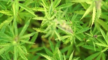 Marihuana tarlası. Kenevir ekimi. Kanabilerden ayrılırken görüntüyü kapat.