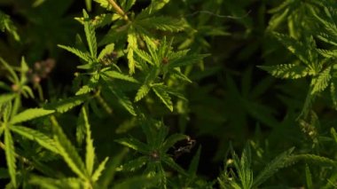 Marihuana tarlası. Kenevir ekimi. Kanabilerin rüzgarda sallanışına yakından bakın..