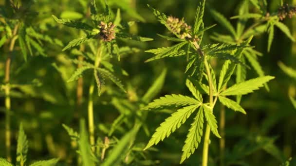 マリファナ畑だ。大麻栽培。風に揺れる大麻の葉の上のビューを閉じる. — ストック動画