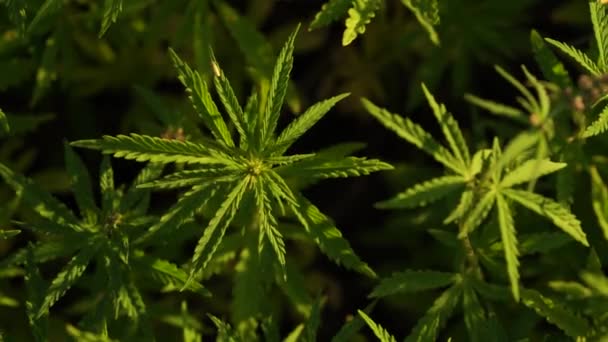 Marijuana veld. Cannabisteelt. Close-up zicht op een verlof van canabis zwaaiend in de wind. — Stockvideo