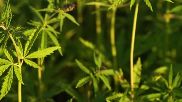 Marihuana-Feld. Cannabis-Anbau. Blick aus nächster Nähe auf ein im Wind schwankendes Kaninchen. — Stockvideo