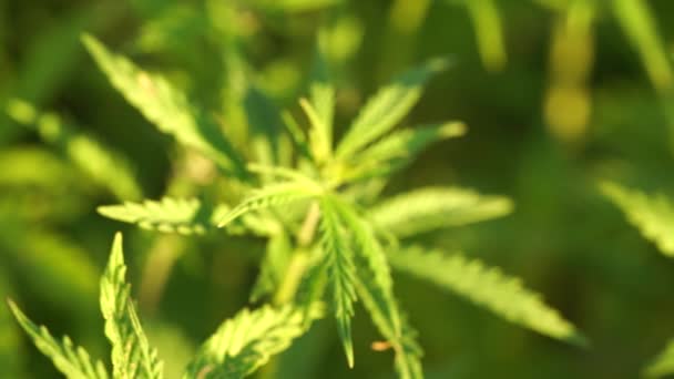 Marijuana veld. Cannabisteelt. Close-up zicht op een verlof van canabis zwaaiend in de wind. — Stockvideo