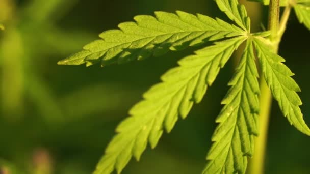 Marijuana field. Cannabis cultivation. Close up view on a leave of canabis swaying in the wind. — Stock Video