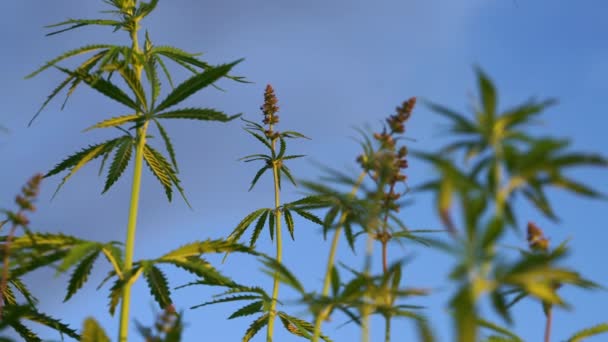 Campo de marihuana. Cultivo de cannabis. Hojas de canabis balanceándose en el viento sobre el fondo azul del cielo . — Vídeo de stock