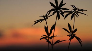 İnanılmaz günbatımı arka planında marihuana tarlası. Rüzgarda sallanan kanabilerin yaprakları.