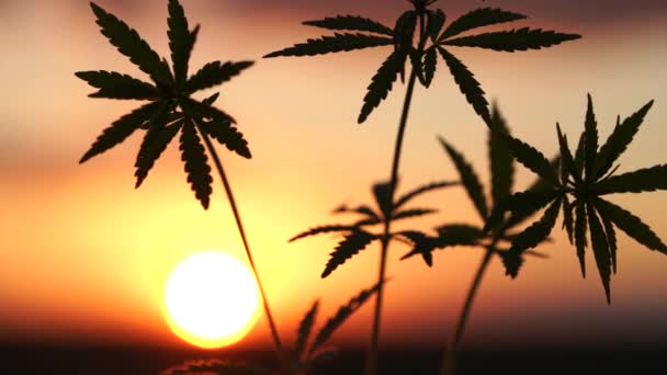 Marihuana veld in de verbazingwekkende zonsondergang achtergrond. Bladeren van canabis zwaaiend in de wind. — Stockvideo