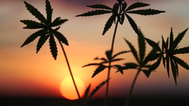 Champ de marijuana dans l'incroyable arrière-plan du coucher du soleil. Des feuilles de canabis se balancent dans le vent . — Video