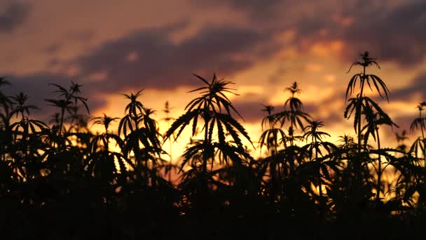 Marihuana veld in de verbazingwekkende zonsondergang achtergrond. Bladeren van canabis zwaaiend in de wind. — Stockvideo