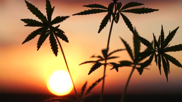 Marihuana veld in de verbazingwekkende zonsondergang achtergrond. Bladeren van canabis zwaaiend in de wind. — Stockvideo