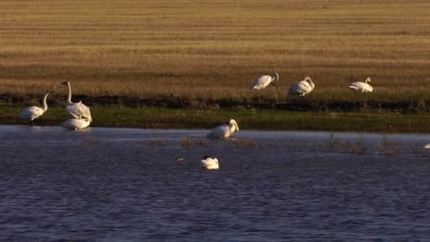 White Swans and various minor birds in Harmony at lake. — Stock Video