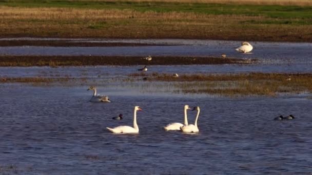 Beyaz Kuğular ve çeşitli küçük kuşlar gölde Harmony 'de. — Stok video