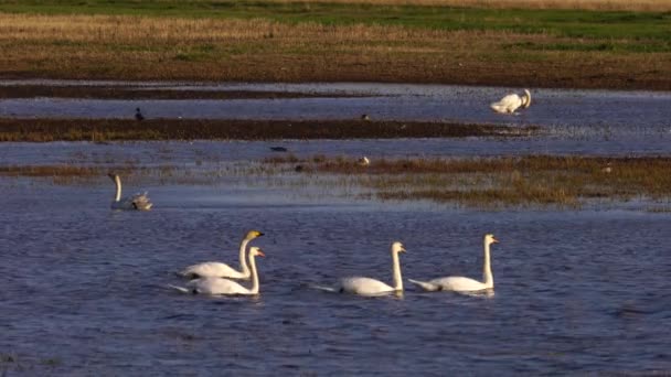 Witte zwanen en diverse kleine vogeltjes in Harmonie aan het meer. — Stockvideo