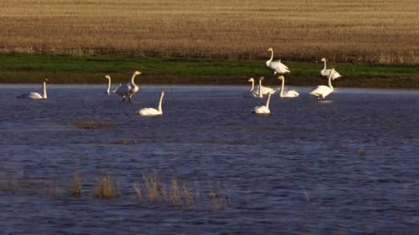 Vita svanar och olika mindre fåglar i Harmoni vid sjön. — Stockvideo