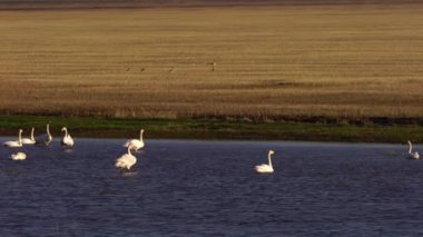 Beyaz Kuğular ve çeşitli küçük kuşlar gölde Harmony 'de.