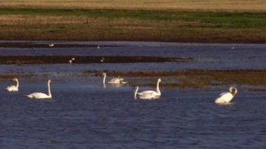 Beyaz Kuğular ve çeşitli küçük kuşlar gölde Harmony 'de.
