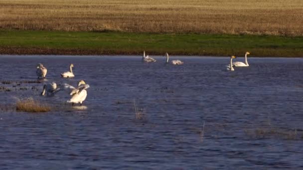 Witte zwanen en diverse kleine vogeltjes in Harmonie aan het meer. — Stockvideo