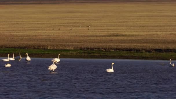 Cygnes blancs et divers oiseaux mineurs en harmonie au lac . — Video