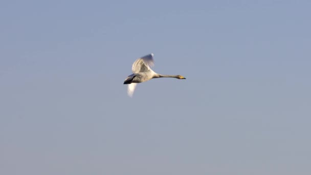 Cisne en vuelo. Pájaro volador en el cielo de primavera. Cisne mudo . — Vídeos de Stock