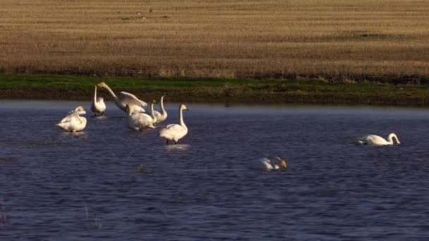 Beyaz Kuğular ve çeşitli küçük kuşlar gölde Harmony 'de. — Stok video