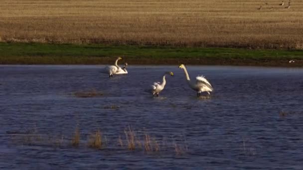 흰 백조와 호수에서 조화를 이루는 다양 한 작은 새들. — 비디오