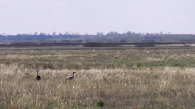 Vinç vinci güzeli ya da çayırda otlayan Antropoides başak ailesi. Kuzey Kazakistan.