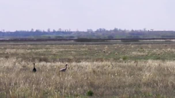 Familie van kraanvogels Belle of Antropoides virgo grazen in een weide. Noord-Kazachstan. — Stockvideo