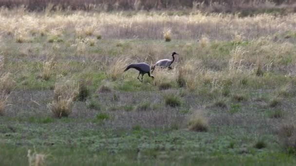 Familie van kraanvogels Belle of Antropoides virgo grazen in een weide. Noord-Kazachstan. — Stockvideo