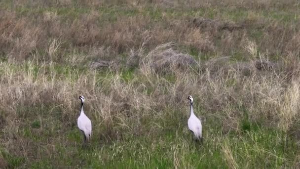 Family of cranes crane belle or Anthropoides virgo grazing in a meadow. Northern Kazakhstan. — Stock Video