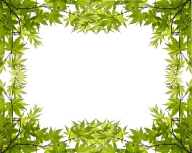 beyaz arkaplanda yeşil yapraklar 