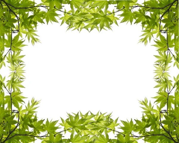Zöld levelek fehér háttér — Stock Fotó
