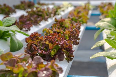 Hidroponik sebze salata çiftliği. Bitki yetiştirmek için hidrofonik yöntem sebze çiftliği, suda, topraktan uzak..