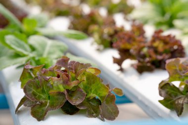 Hidroponik sebze salata çiftliği. Bitki yetiştirmek için hidrofonik yöntem sebze çiftliği, suda, topraktan uzak..