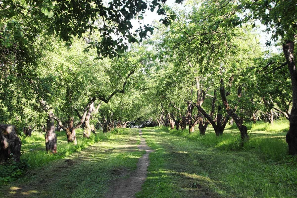 Bahçedeki patika
