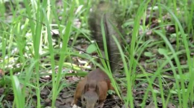 Yiyecek için sincap