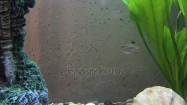 Fische im Aquarium — Stockvideo