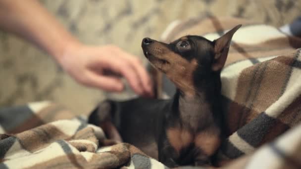 Mulher acariciando pequeno cão bonito — Vídeo de Stock
