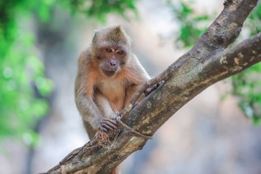 Ağaçta oturan maymun.