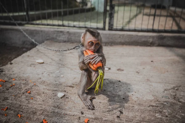 Sad chained monkey