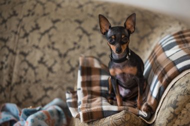 Kameraya bakarak küçük köpek