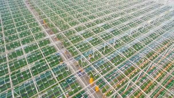 Voler au-dessus des serres avec des légumes — Video