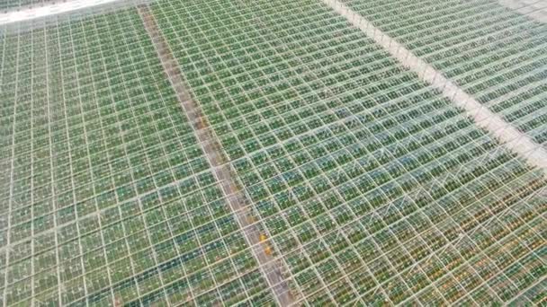 Vista aérea de invernaderos con verduras — Vídeo de stock