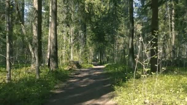 sentier dans la forêt