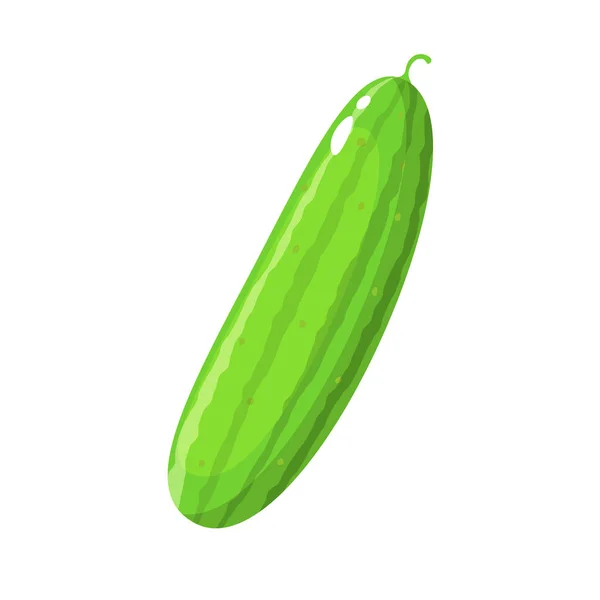 Un pepino verde sobre fondo blanco — Vector de stock